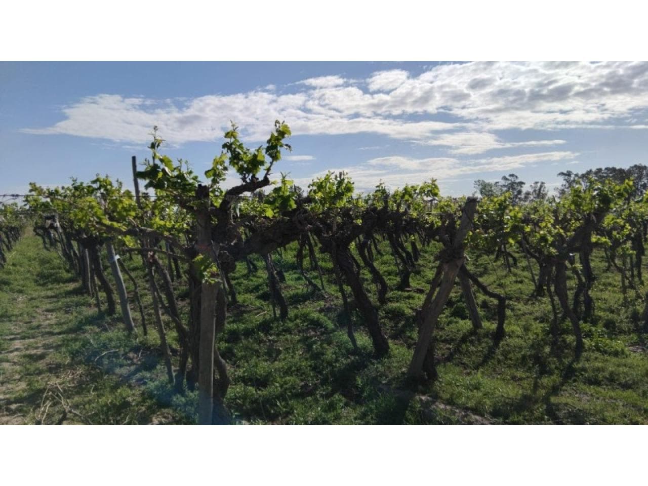 Venta. Finca Con Parrales . 25 De Mayo