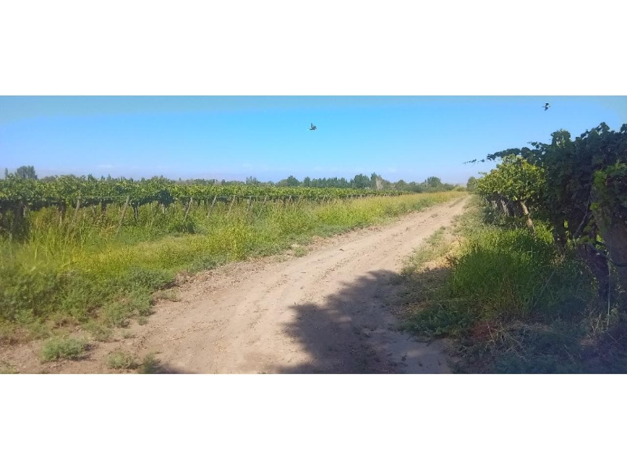 Vendo Finca Con Produccion