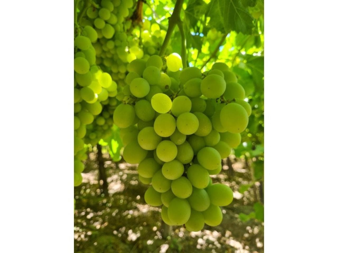 Venta - 2 Fincas Productivas Colindantes En Caucete - Zona El Cortijo