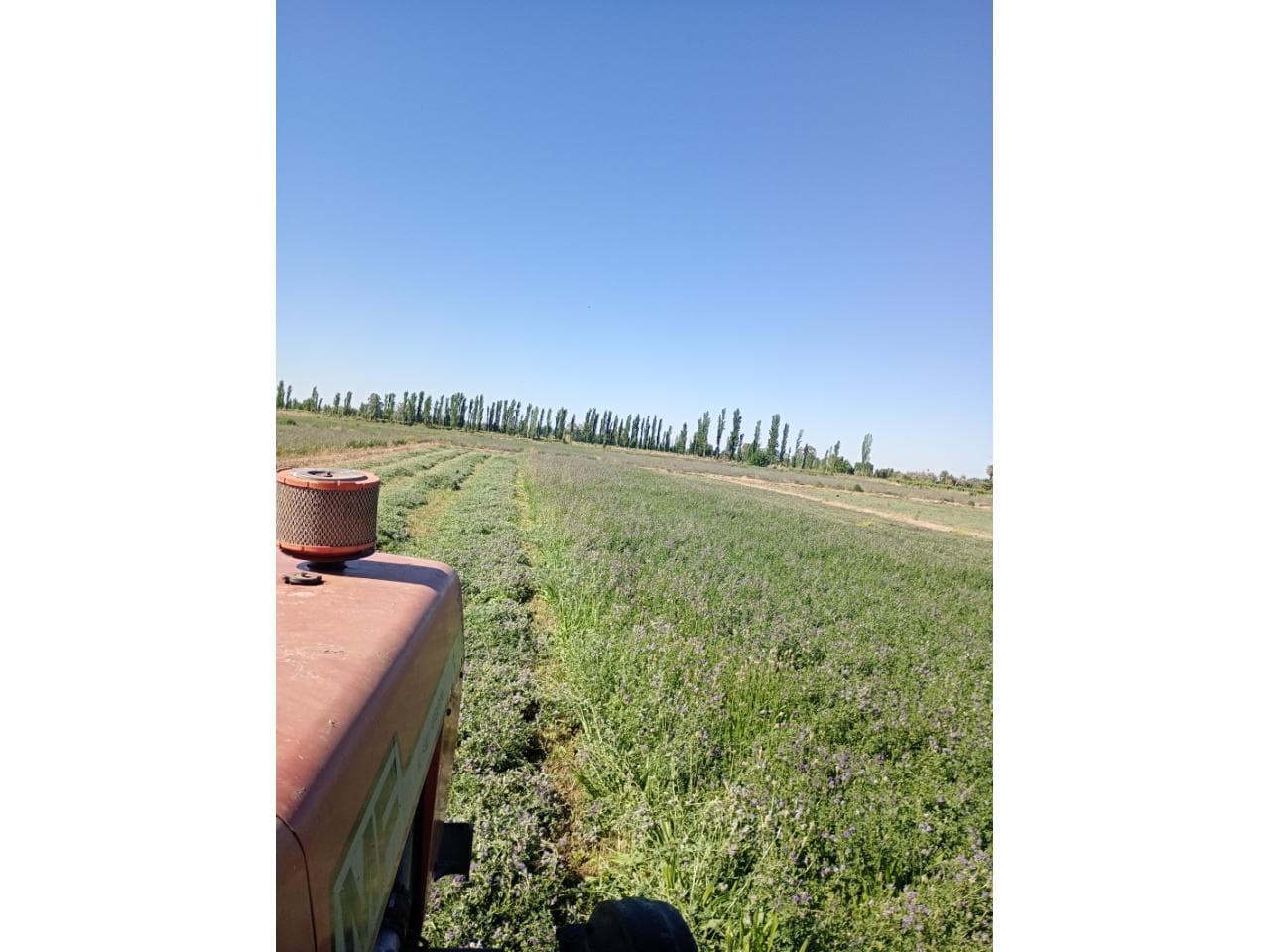 Venta. Finca Con Alfalfa. Caucete