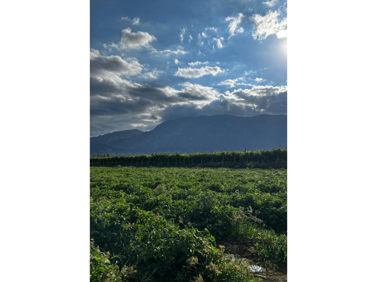 Alquiler 4 Ha Para Cultivo Zona Pocito Calle 14 La Rinconadao