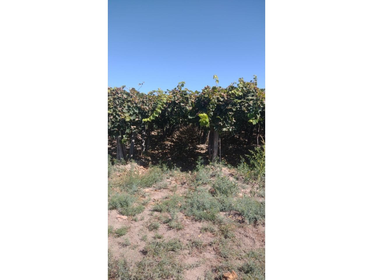 Venta Finca Cereza, Torrontes E Ideal Para Pistacho. 25 De Mayo
