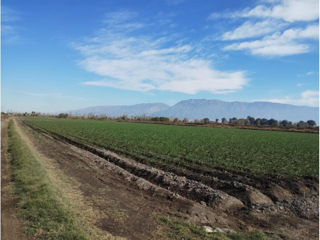 Vendo O Alquilo: Finca En Unas De Las Mejores Zonas Cultivables. Rawson