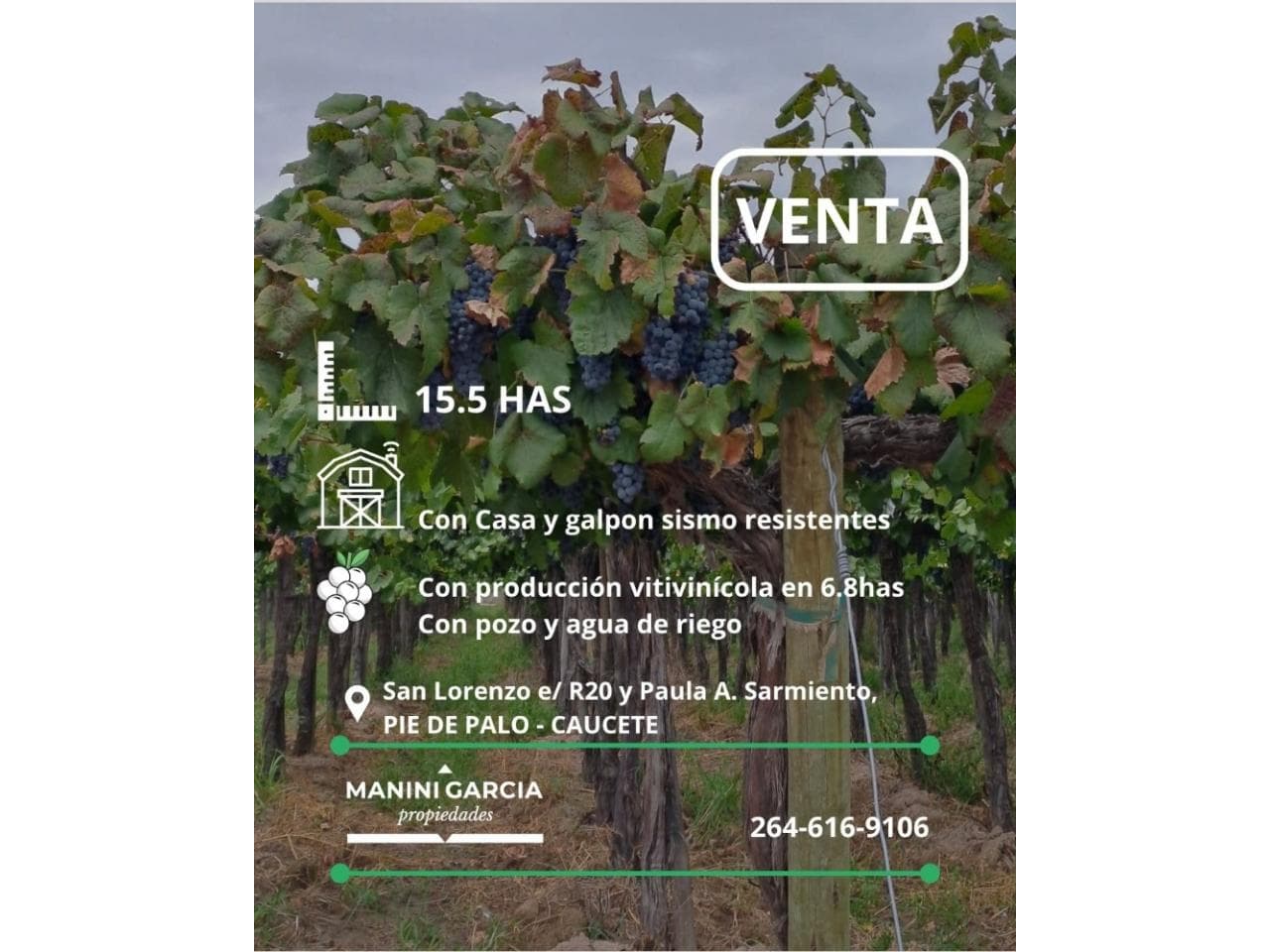 Finca 15,5has - Pie De Palo / Caucete