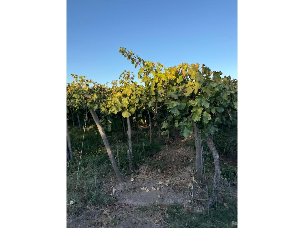 Venta Finca Productiva En Ullum
