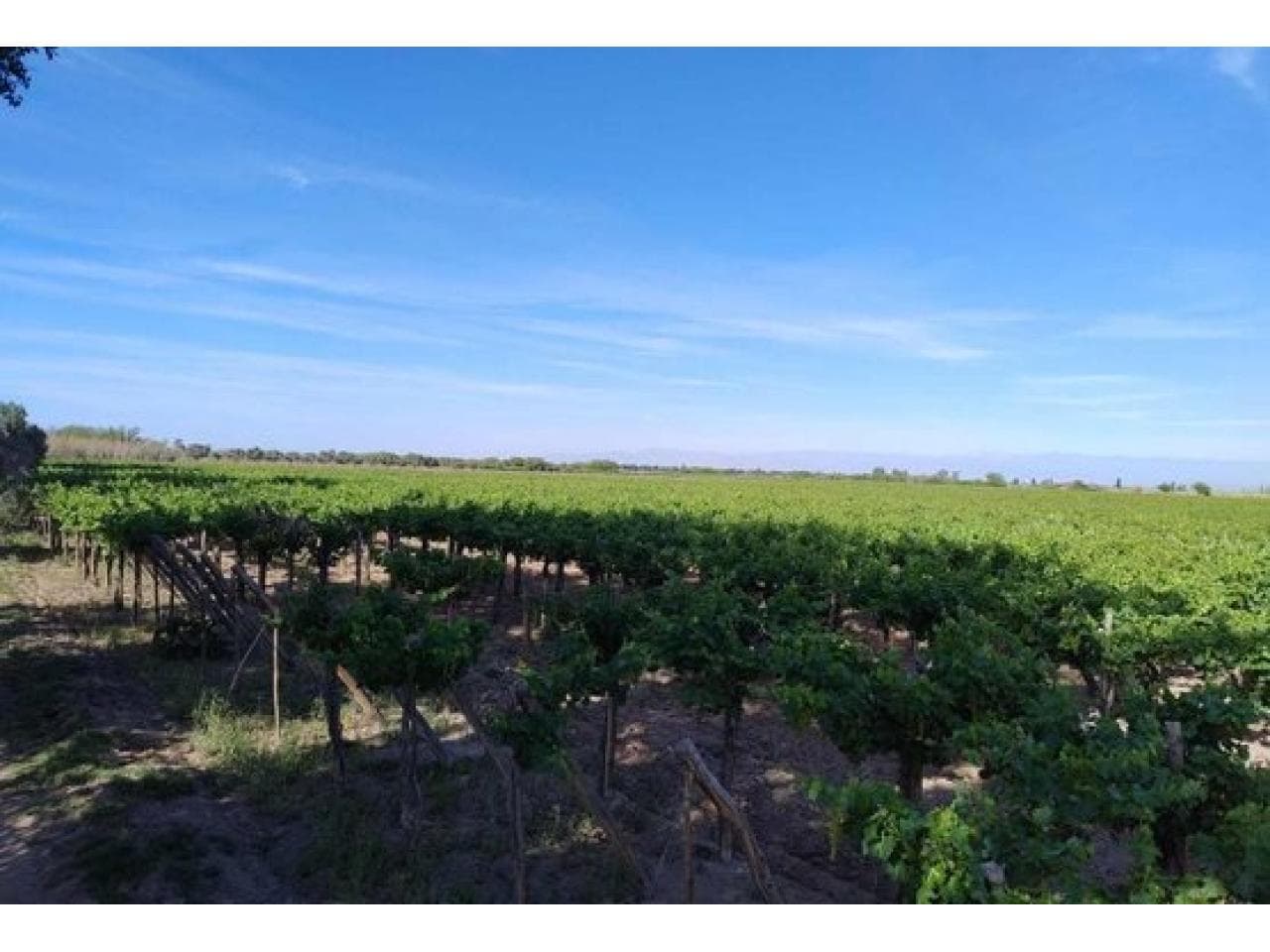 Venta Finca En Angaco, Con Producción. 192 Hectáreas. Mls#420981028-354