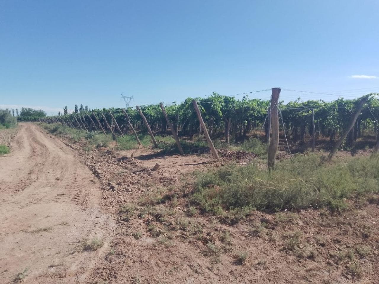 Venta Finca En Mendoza , 155 Hectáreas Zona De Lavalle .