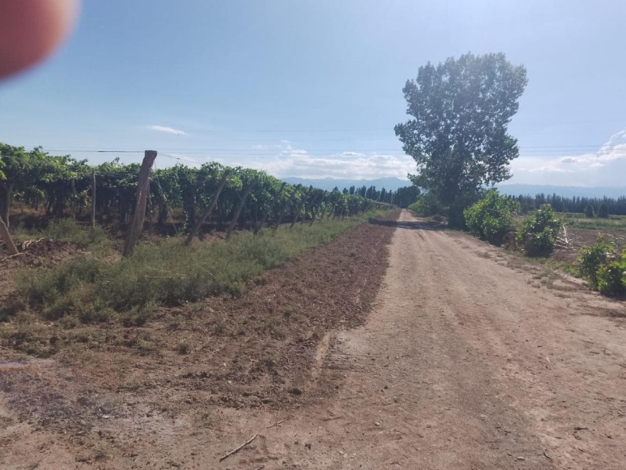 Venta Finca En Mendoza , 155 Hectáreas Zona De Lavalle.