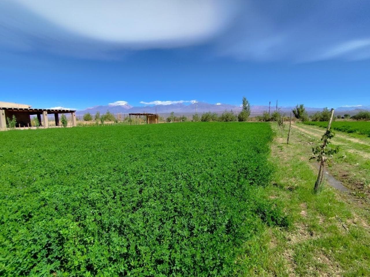 Venta Lote Barreal - 2000 Mts2 - Villa Pituil - Servicio De Agua Y Electricidad - Derecho A Riego. Calingasta