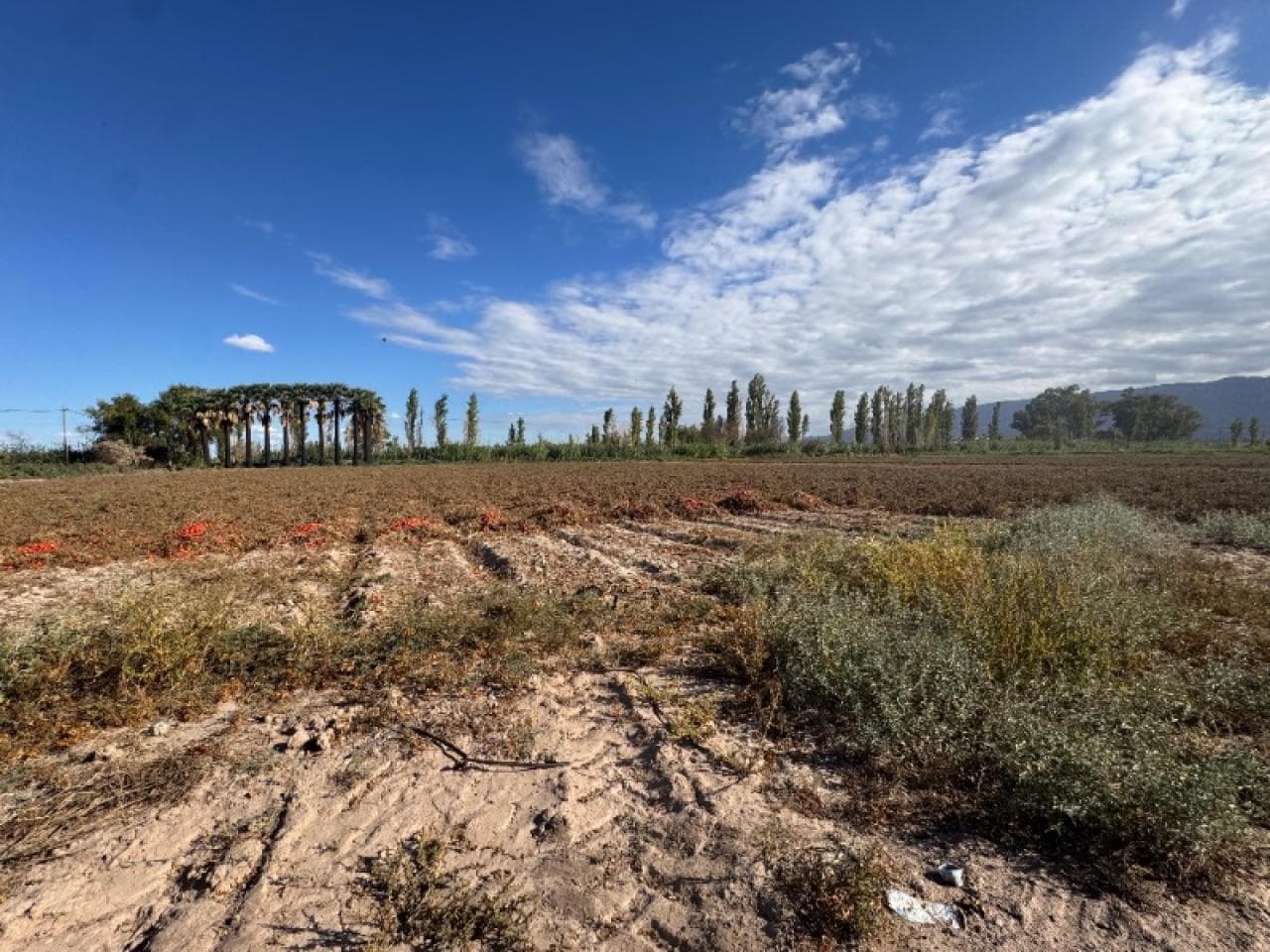🔵 Venta - Finca 10 Ha - Carpinteria - Calle Castro Padin. Pocito - Ref. 3491🔵