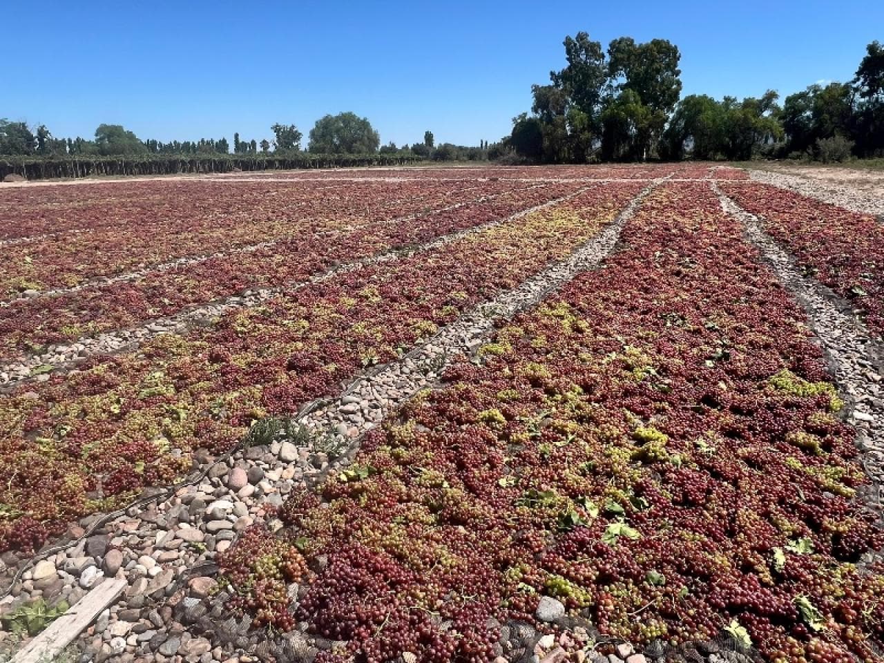 Venta- 59 Has Con Uva Para Pasa- Reservorio, Paneles Solares- Caucete