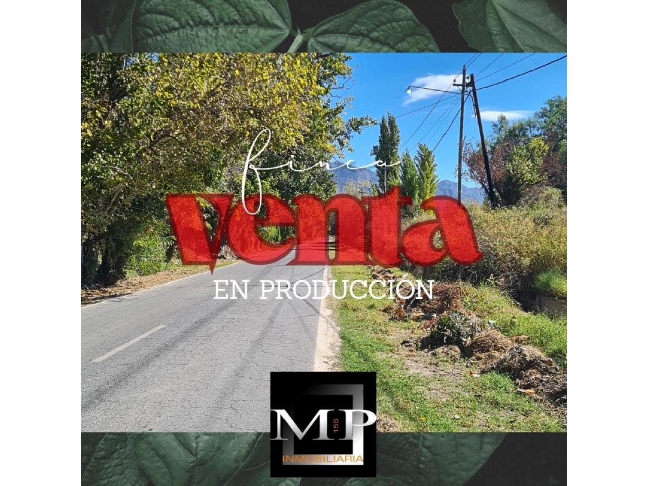 Venta Finca 6.6 Hectáreas Producción Uva Selección Sierras Azules