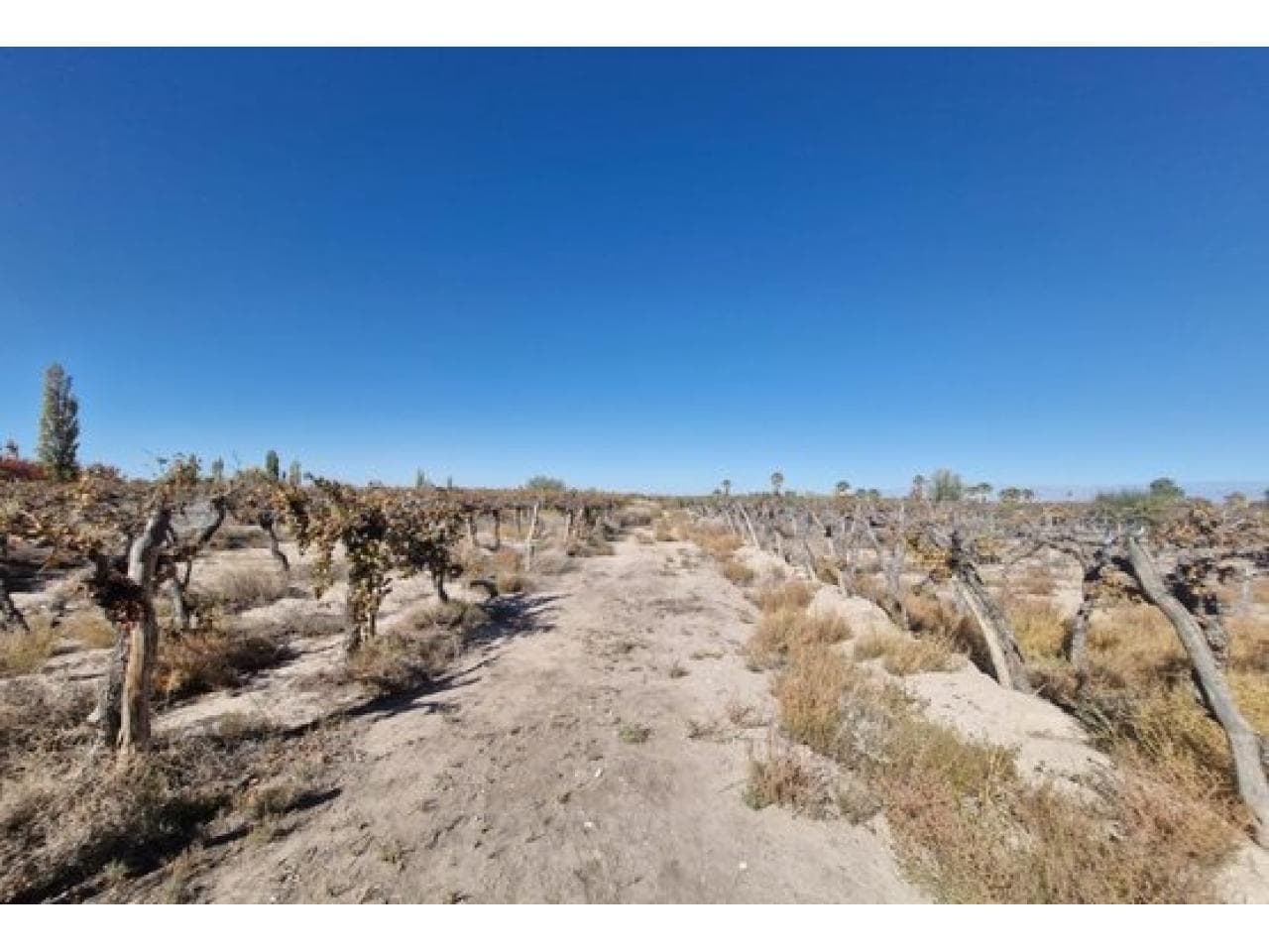 Venta Terreno/finca. 24996 M2. Calle Aguilera. Angaco. Mls#420981181-1