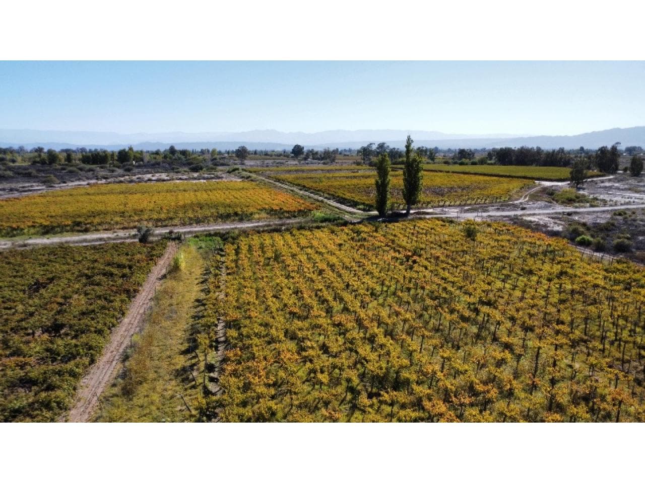 Venta - Finca De 26,6 Has - El Mogote - Chimbas