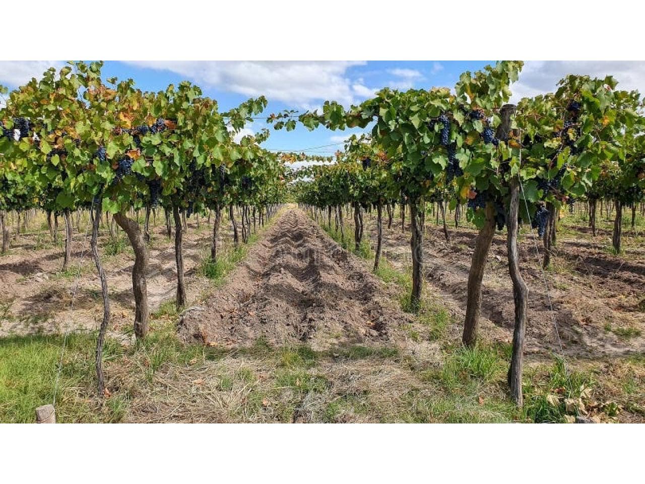Particular. Vendo Finca En Caucete. 60ha