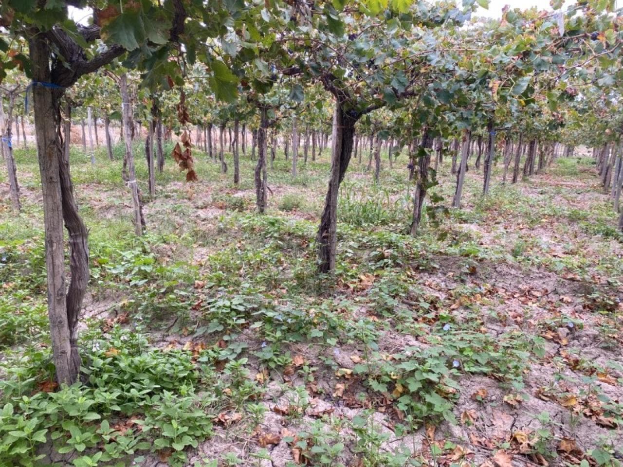 🌿 Finca Productiva En Caucete  Inversión única En El Corazón Agrícola De San Juan 🍇