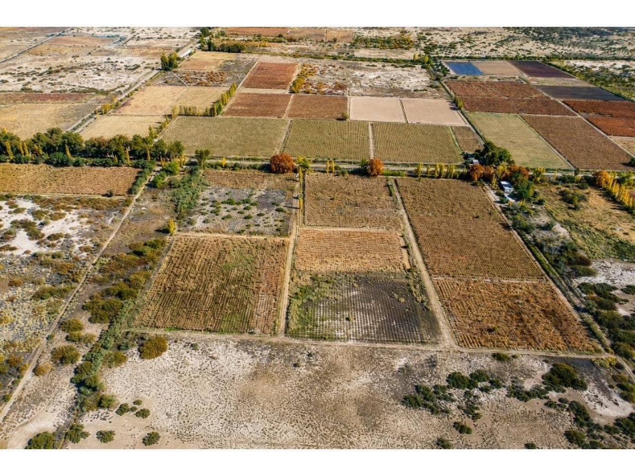 Venta - Campo De 28 Has Agrícolas - Angaco