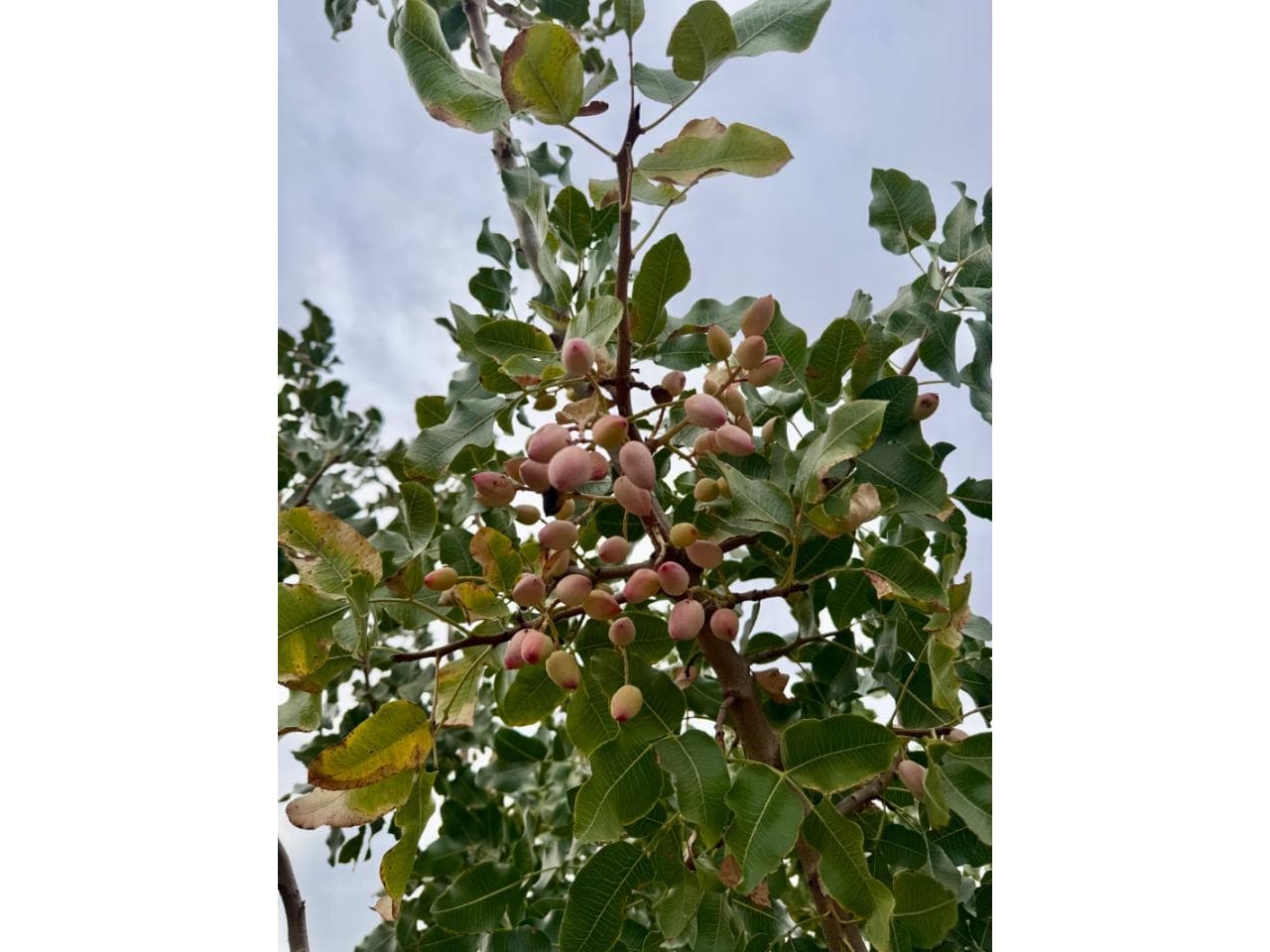 Vendo Finca Con Pistachos