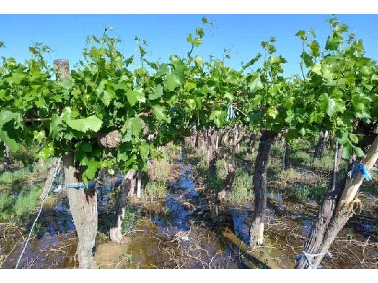 Venta. Finca Con Produccion De Uva Y Membrillo. 25 De Mayo Mls#420981028-359