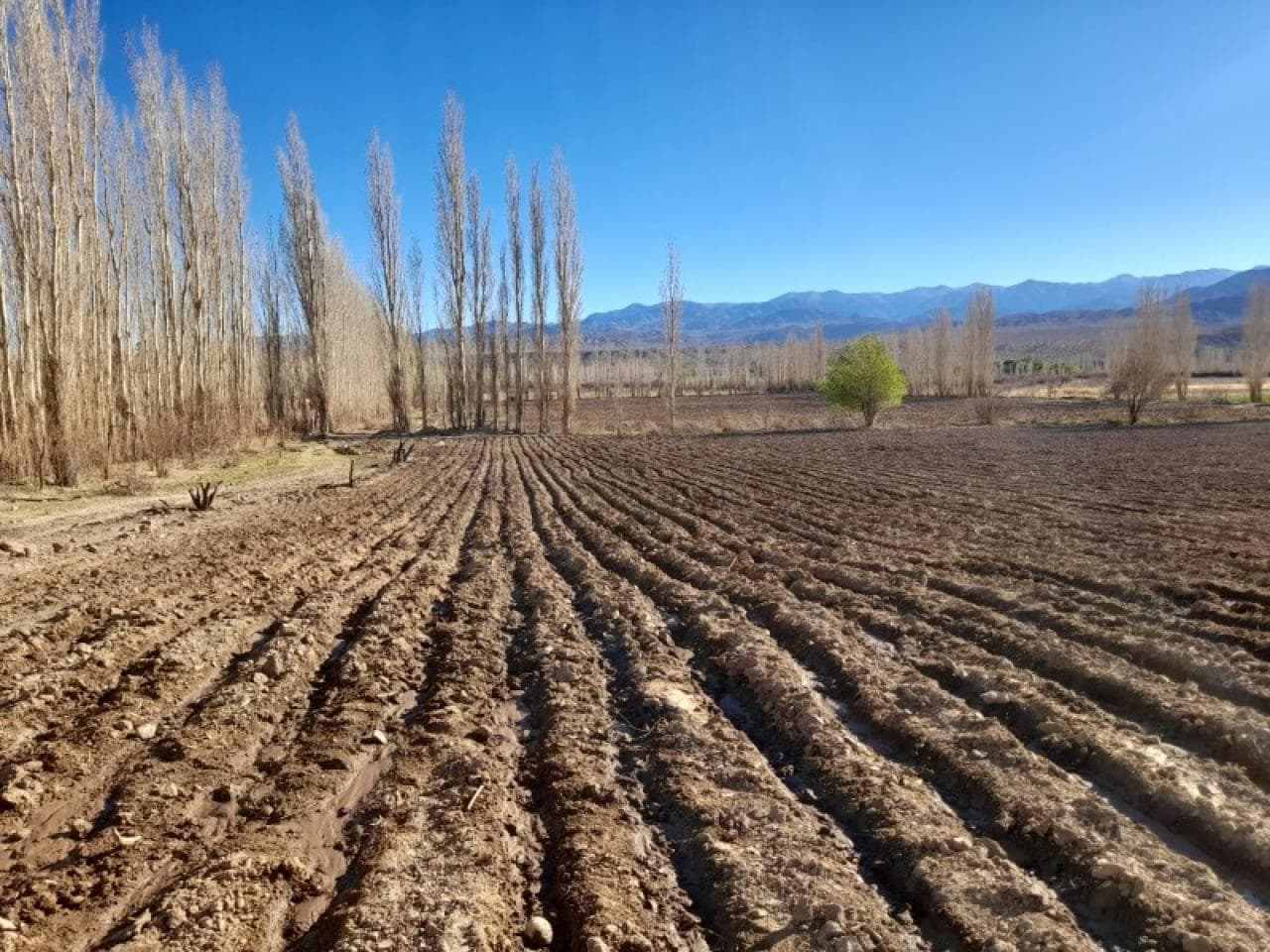 Venta Finca  7.5 Ha. Calingasta Villa Nueva