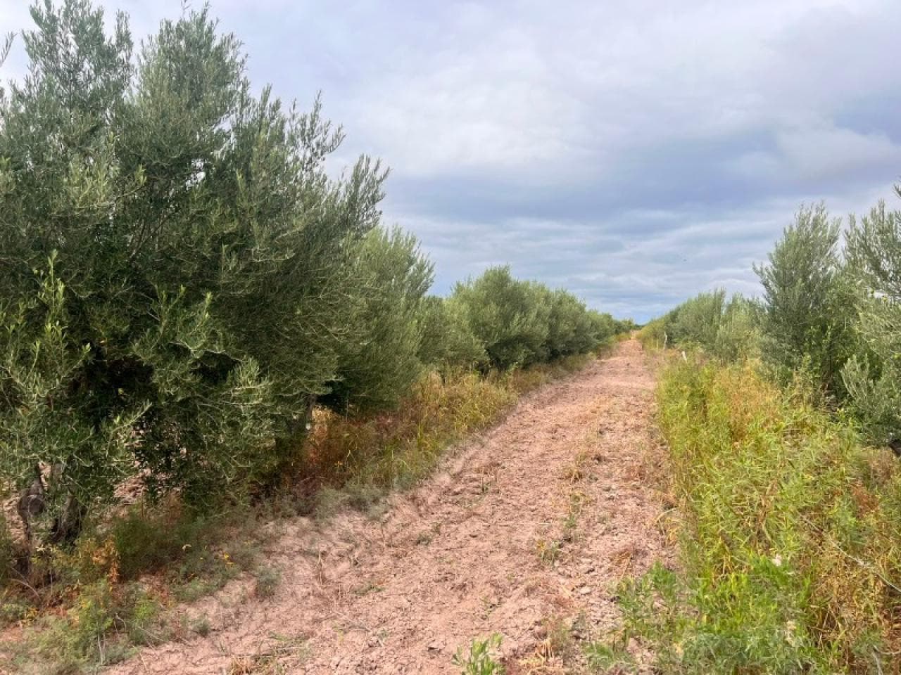 Venta Finca En Cochagual Excelente Para Plantacion Pistacho