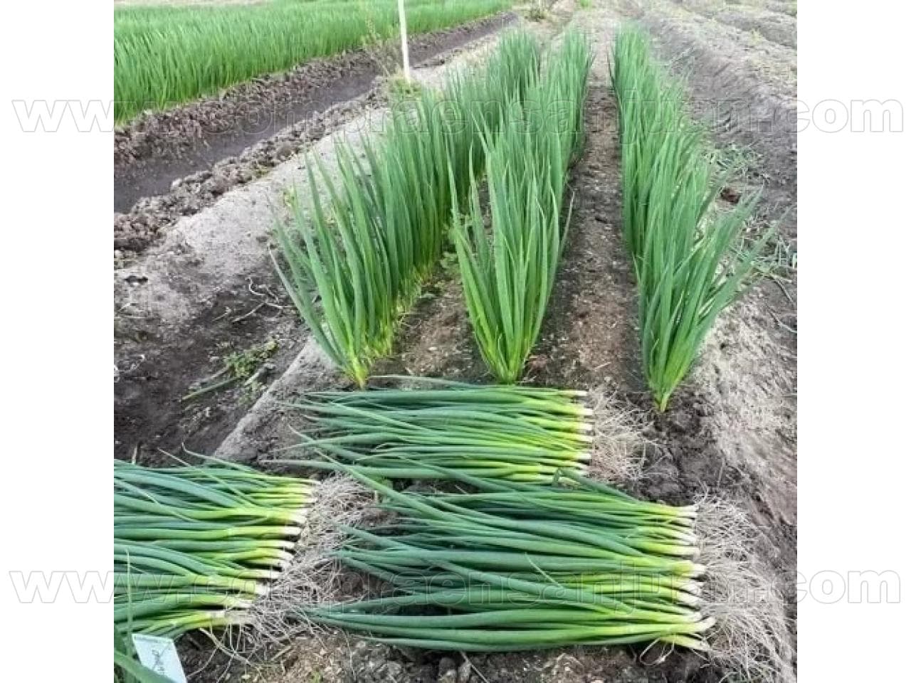 Alquiler Finca 2,5ha En El Mogote. Excelentes Tierras. Chimbas