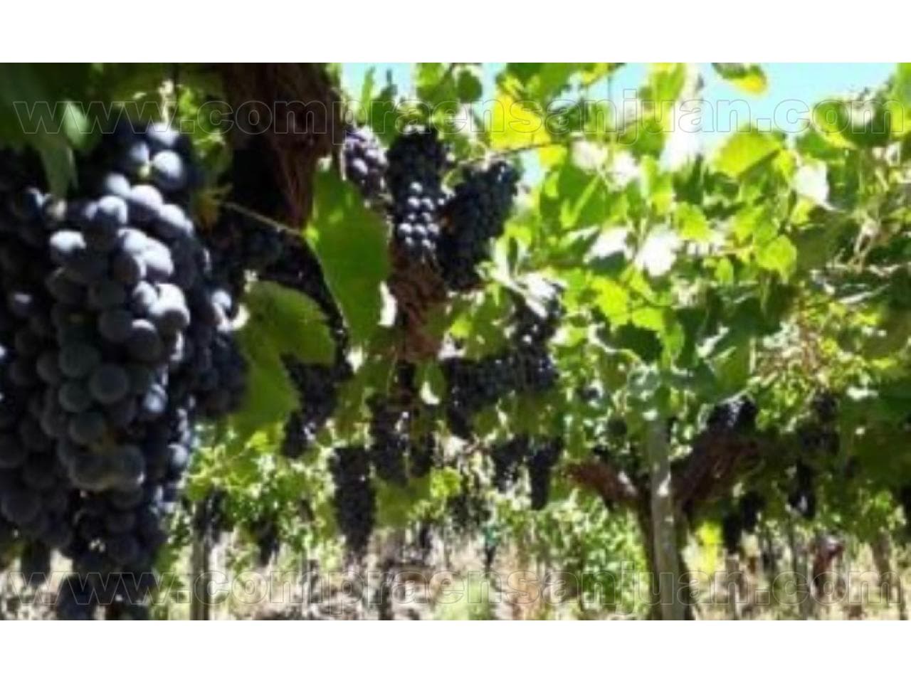 Vendo Finca Sobre Calle La Plata