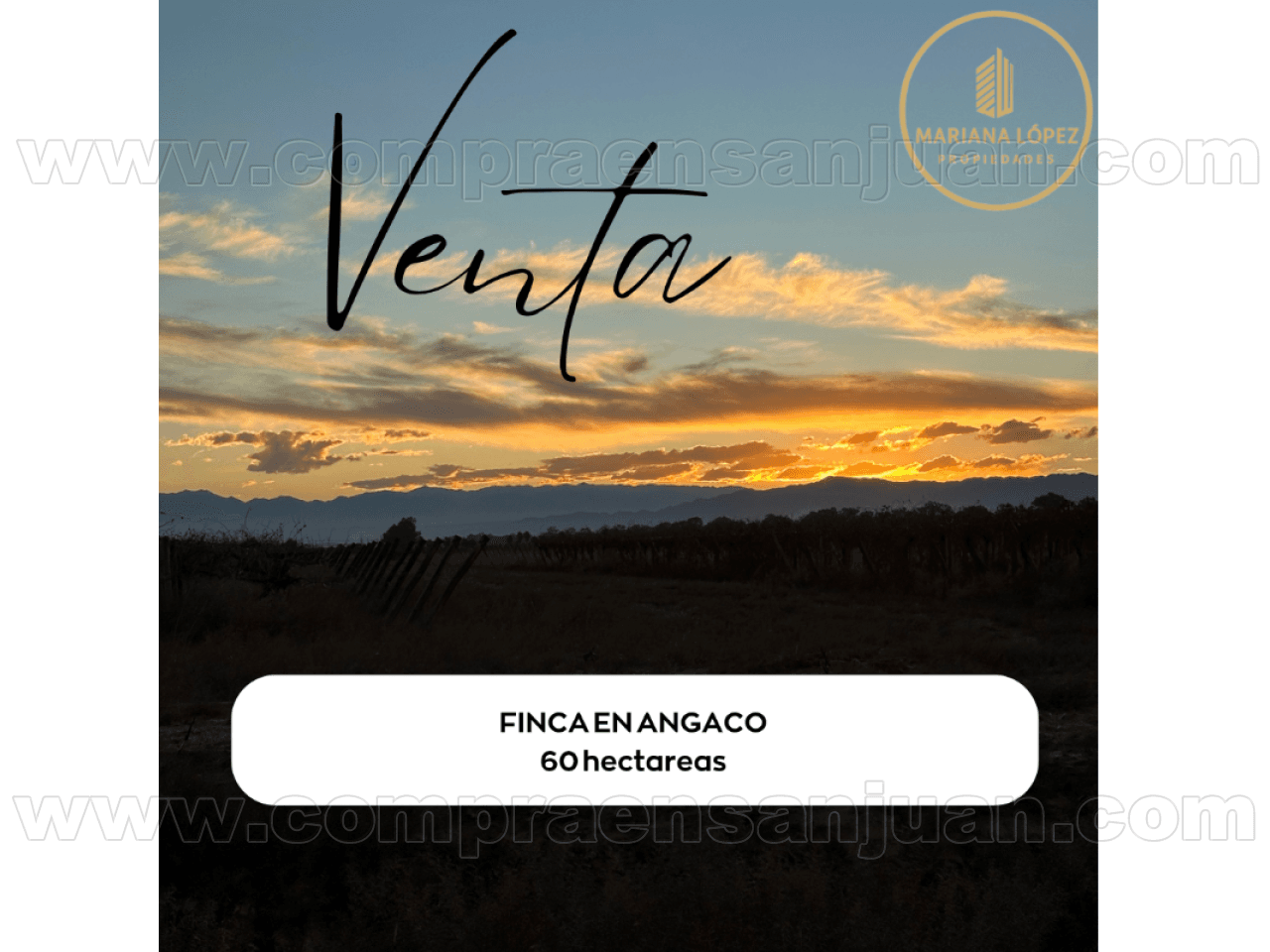 Finca En Angaco 60 Hectáreas 22 En Producción