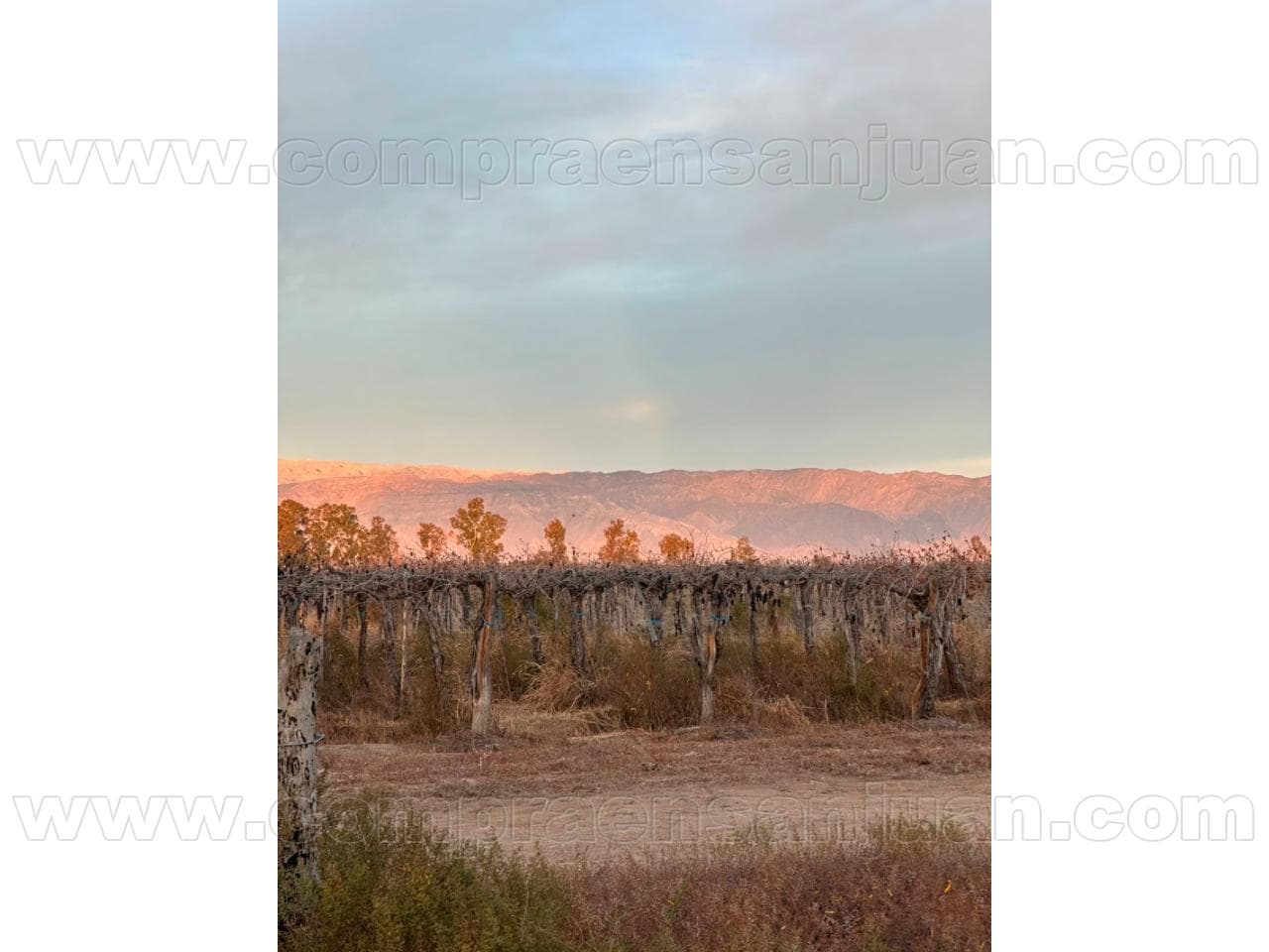 Venta. Finca En Angaco