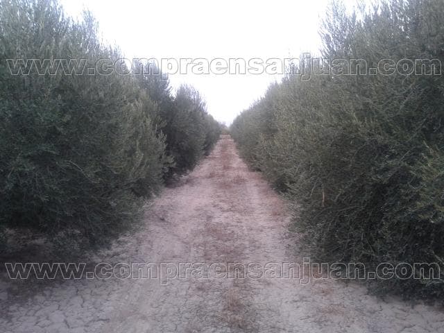 Finca De 2,1 Ha Pocito