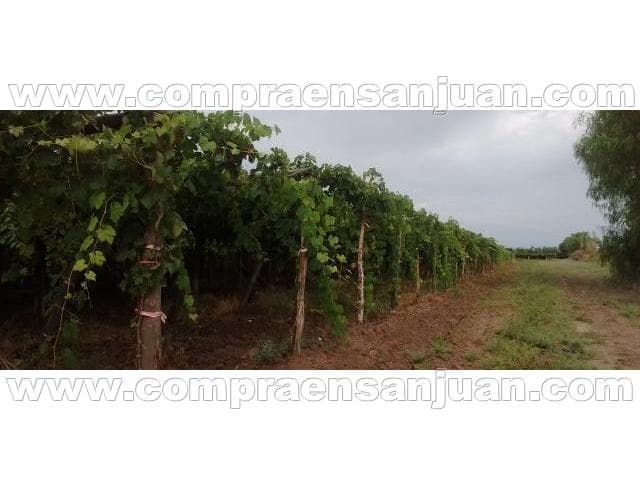 Finca En Pozo De Los Algarrobos  81 Hectareas, Variedad De Vides. Con Pozo, Casa Y Galpon . Primer Re